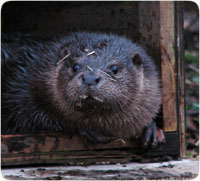 Opal the Otter